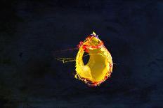 High Speed Flash Capturing Bursting Balloon and Visible Sound Wave Distortions-Yon Marsh-Framed Photographic Print