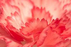 Pink Carnation Flower Petals-Yon Marsh-Photographic Print