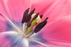 Pink Carnation Flower Petals-Yon Marsh-Photographic Print