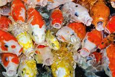 Colorful Many Koi Carps Fish-Yongkiet-Photographic Print