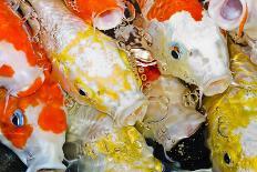 Colorful Many Koi Carps Fish-Yongkiet-Photographic Print