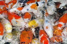 Colorful Many Koi Carp-Yongkiet-Mounted Photographic Print