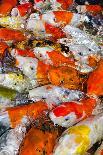 Colorful Many Koi Carp-Yongkiet-Photographic Print