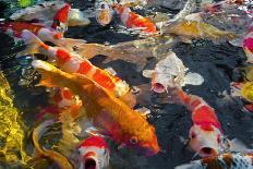 Colorful Many Koi Carp-Yongkiet-Framed Stretched Canvas