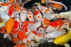 Colorful Many Koi Carp-Yongkiet-Mounted Photographic Print