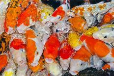 Colorful Many Koi Carps Fish-Yongkiet-Photographic Print
