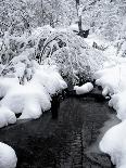 Central Park Snow Covered Trees I-Yoni Teleky-Stretched Canvas