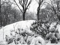 Central Park Snow Covered Trees I-Yoni Teleky-Art Print