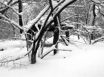 Central Park Snow and Stream-Yoni Teleky-Art Print