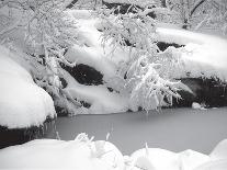 Central Park Snow Covered Trees II-Yoni Teleky-Framed Art Print