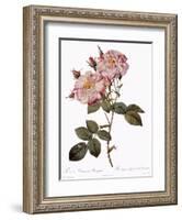 York and Lancaster Rose, Rosa Damascena Variegata-Pierre Joseph Redoute-Framed Giclee Print