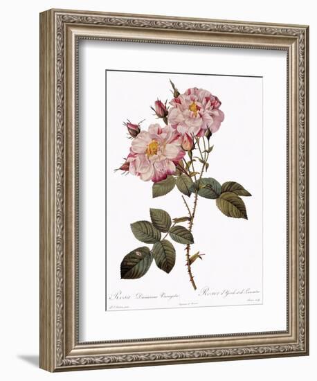 York and Lancaster Rose, Rosa Damascena Variegata-Pierre Joseph Redoute-Framed Giclee Print