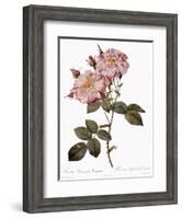 York and Lancaster Rose, Rosa Damascena Variegata-Pierre Joseph Redoute-Framed Giclee Print