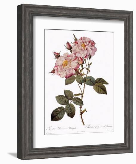 York and Lancaster Rose, Rosa Damascena Variegata-Pierre Joseph Redoute-Framed Giclee Print