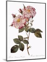 York and Lancaster Rose, Rosa Damascena Variegata-Pierre Joseph Redoute-Mounted Giclee Print