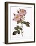 York and Lancaster Rose, Rosa Damascena Variegata-Pierre Joseph Redoute-Framed Giclee Print