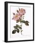 York and Lancaster Rose, Rosa Damascena Variegata-Pierre Joseph Redoute-Framed Giclee Print