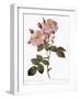 York and Lancaster Rose, Rosa Damascena Variegata-Pierre Joseph Redoute-Framed Giclee Print