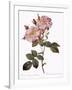 York and Lancaster Rose, Rosa Damascena Variegata-Pierre Joseph Redoute-Framed Giclee Print