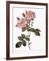 York and Lancaster Rose, Rosa Damascena Variegata-Pierre Joseph Redoute-Framed Giclee Print