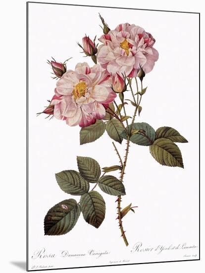 York and Lancaster Rose, Rosa Damascena Variegata-Pierre Joseph Redoute-Mounted Giclee Print