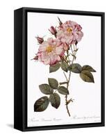 York and Lancaster Rose, Rosa Damascena Variegata-Pierre Joseph Redoute-Framed Stretched Canvas