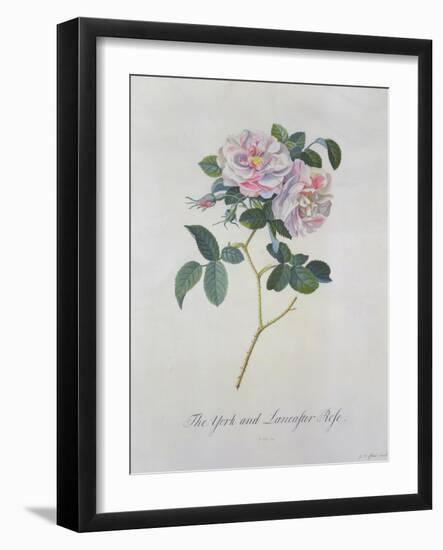 York and Lancaster Rose-Georg Dionysius Ehret-Framed Giclee Print