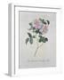 York and Lancaster Rose-Georg Dionysius Ehret-Framed Giclee Print