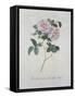 York and Lancaster Rose-Georg Dionysius Ehret-Framed Stretched Canvas