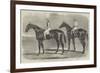 York Spring Meeting, Great National Match for £1000-Benjamin Herring-Framed Giclee Print