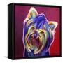 Yorkie - Furbie Face-Dawgart-Framed Stretched Canvas
