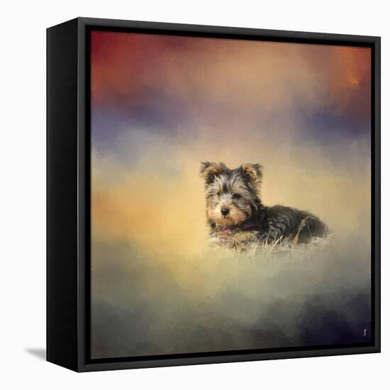 Yorkie Loving the Leaves-Jai Johnson-Framed Stretched Canvas