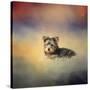 Yorkie Loving the Leaves-Jai Johnson-Stretched Canvas