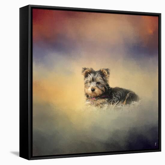 Yorkie Loving the Leaves-Jai Johnson-Framed Stretched Canvas