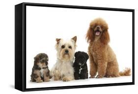 Yorkie Mother, Evie, and Poodle Father, Raggie, with Yorkipoo Puppies, 6 Weeks Old-Mark Taylor-Framed Stretched Canvas