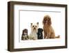 Yorkie Mother, Evie, and Poodle Father, Raggie, with Yorkipoo Puppies, 6 Weeks Old-Mark Taylor-Framed Photographic Print