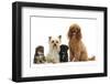 Yorkie Mother, Evie, and Poodle Father, Raggie, with Yorkipoo Puppies, 6 Weeks Old-Mark Taylor-Framed Photographic Print