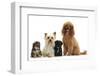 Yorkie Mother, Evie, and Poodle Father, Raggie, with Yorkipoo Puppies, 6 Weeks Old-Mark Taylor-Framed Photographic Print