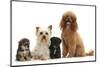 Yorkie Mother, Evie, and Poodle Father, Raggie, with Yorkipoo Puppies, 6 Weeks Old-Mark Taylor-Mounted Photographic Print