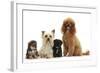 Yorkie Mother, Evie, and Poodle Father, Raggie, with Yorkipoo Puppies, 6 Weeks Old-Mark Taylor-Framed Photographic Print