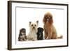 Yorkie Mother, Evie, and Poodle Father, Raggie, with Yorkipoo Puppies, 6 Weeks Old-Mark Taylor-Framed Photographic Print