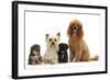 Yorkie Mother, Evie, and Poodle Father, Raggie, with Yorkipoo Puppies, 6 Weeks Old-Mark Taylor-Framed Photographic Print