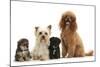 Yorkie Mother, Evie, and Poodle Father, Raggie, with Yorkipoo Puppies, 6 Weeks Old-Mark Taylor-Mounted Photographic Print