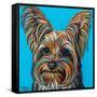 Yorkie on Blue-Carolee Vitaletti-Framed Stretched Canvas