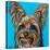 Yorkie on Blue-Carolee Vitaletti-Stretched Canvas