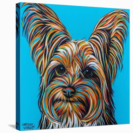 Yorkie on Blue-Carolee Vitaletti-Stretched Canvas