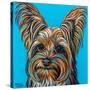 Yorkie on Blue-Carolee Vitaletti-Stretched Canvas