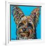 Yorkie on Blue-Carolee Vitaletti-Framed Art Print