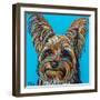 Yorkie on Blue-Carolee Vitaletti-Framed Art Print