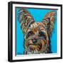 Yorkie on Blue-Carolee Vitaletti-Framed Art Print